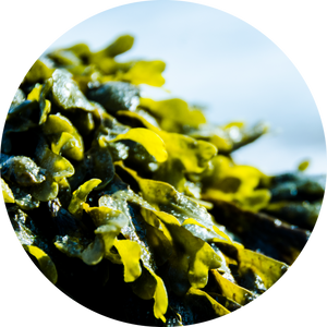Seaweed Extract
